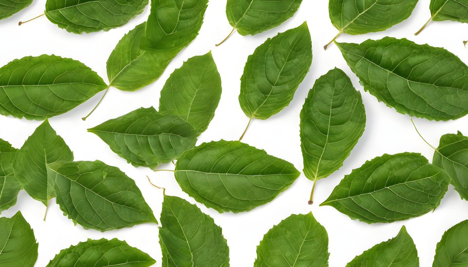 One green leaf centered on a white field